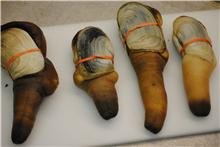 Geoduck_Grading.jpg